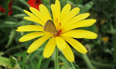 Butterfly in yellow calendula flower